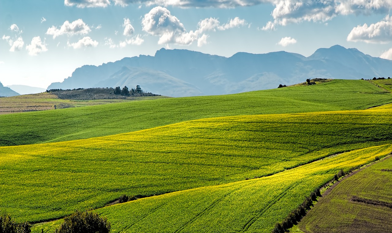 Canola fields