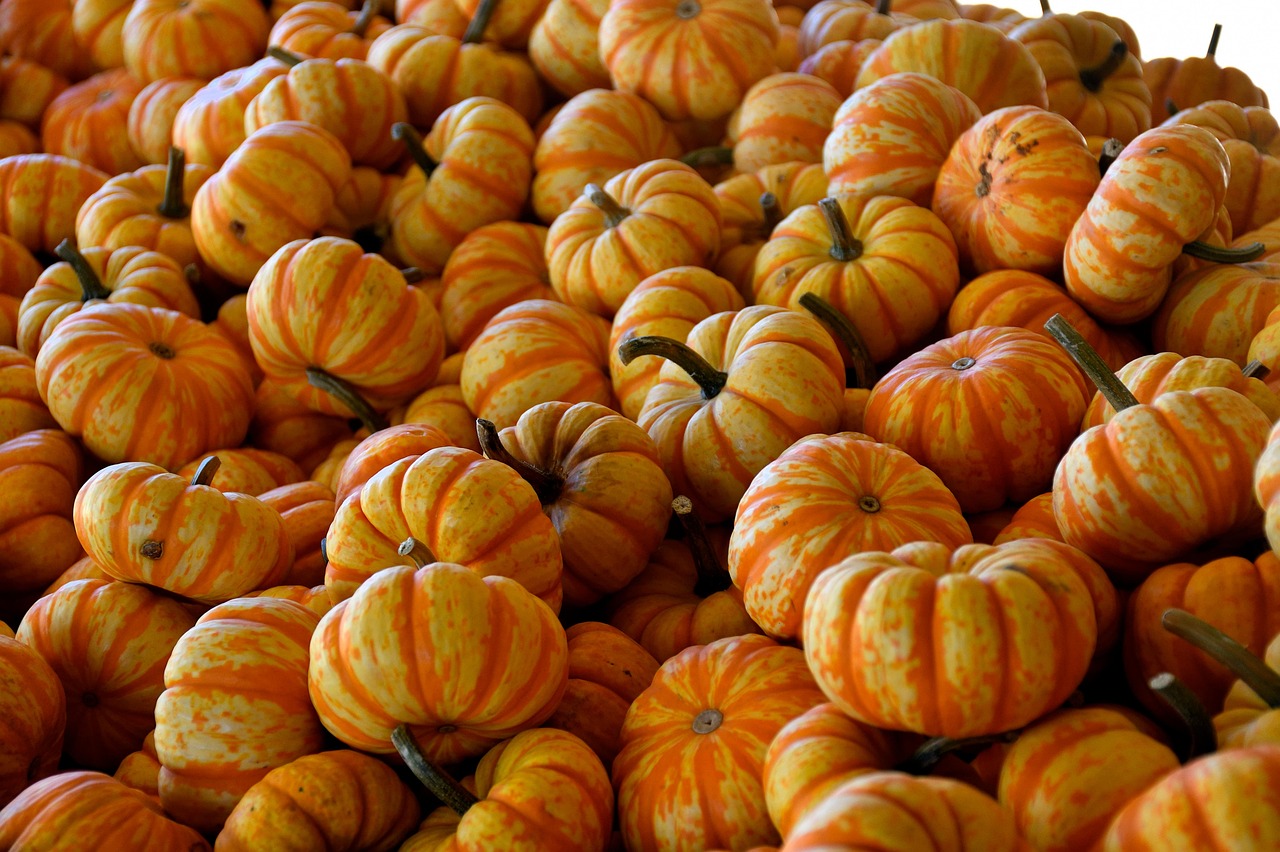 Harvested pumpkins